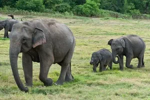 elephants